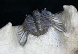 Gorgeous Cyphaspides Trilobite - Super Preparation #11181-2